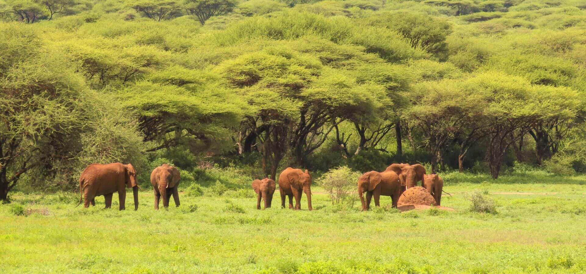 Ngorongoro | Sènia Safari Ngorongoro | Sènia Safari