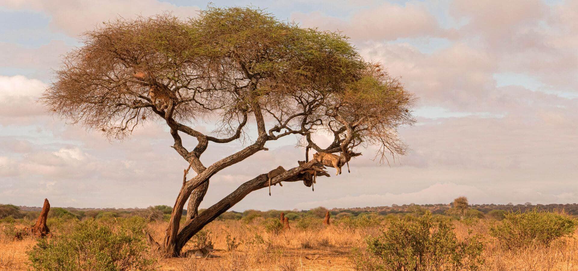 Tanzania | Sènia Safari Tanzania | Sènia Safari