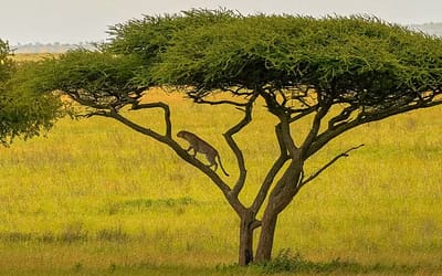 Big Five y mucho más: los animales que más sorprenden en un safari en Tanzania