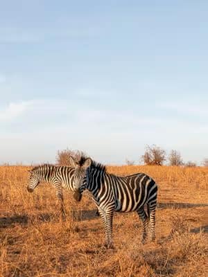 Bas & Jolijn, Breda Bas & Jolijn, Breda