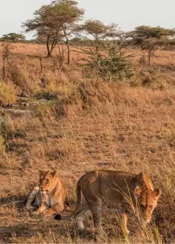 Safari | Sènia Safari