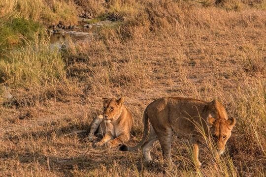 Safari Completo | Sènia Safari